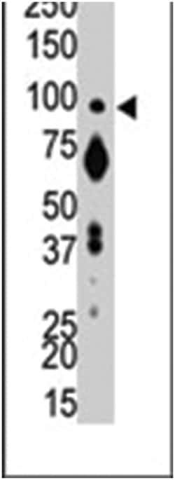 PTPRA Rabbit anti-Human, Mouse, Polyclonal Antibody, Abnova 400 &mu;L | Buy Online | Abnova Corporation | Fisher Scientific
