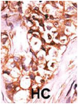 DUSP8 Rabbit anti-Human, Polyclonal Antibody, Abnova 400&mu;L; Unlabeled:Antibodies,