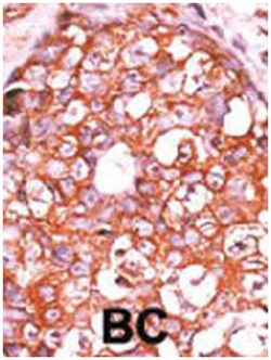 DUSP14 Rabbit anti-Human, Mouse, Polyclonal Antibody, Abnova 400&mu;L;