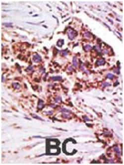 USP13 Rabbit anti-Human, Mouse, Polyclonal Antibody, Abnova 400 &mu;L | Buy Online | Abnova Corporation | Fisher Scientific