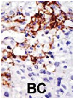 USP16 Rabbit anti-Human, Polyclonal Antibody, Abnova 400&mu;L; Unlabeled:Antibodies,