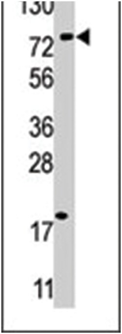 USP16 Rabbit anti-Human, Polyclonal Antibody, Abnova 400 &mu;L | Buy Online | Abnova Corporation | Fisher Scientific