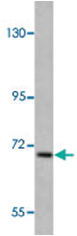 USP19, Rabbit, Polyclonal Antibody, Abnova 400 &mu;L | Buy Online | Abnova Corporation | Fisher Scientific