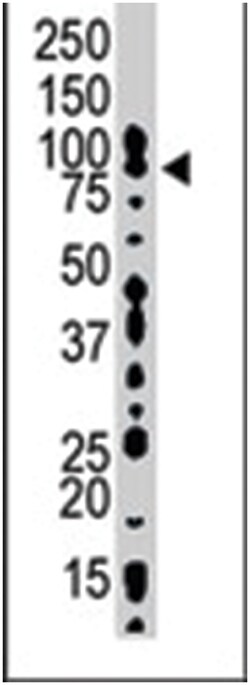 HGS Rabbit anti-Human, Mouse, Polyclonal Antibody, Abnova 400&mu;L; Unlabeled:Antibodies,