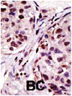 HGS Rabbit anti-Human, Mouse, Polyclonal Antibody, Abnova 400&mu;L; Unlabeled:Antibodies,