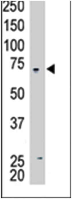 GGA1 Rabbit anti-Human, Mouse, Polyclonal Antibody, Abnova 400&mu;L; Unlabeled:Antibodies,