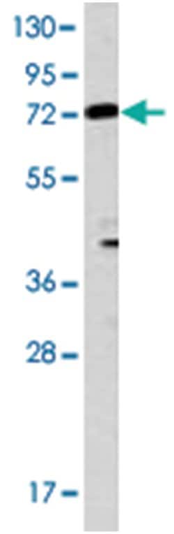 MGAT3, Rabbit, Polyclonal Antibody, Abnova 400 &mu;L | Buy Online | Abnova Corporation | Fisher Scientific