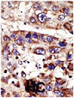 ZMPSTE24 Rabbit anti-Human, Polyclonal Antibody, Abnova 400&mu;L; Unlabeled:Antibodies,