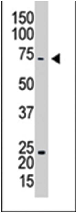 CAPRIN1 Rabbit anti-Human, Polyclonal Antibody, Abnova 400&mu;L; Unlabeled:Antibodies,