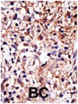 CAPRIN1 Rabbit anti-Human, Polyclonal Antibody, Abnova 400&mu;L; Unlabeled:Antibodies,