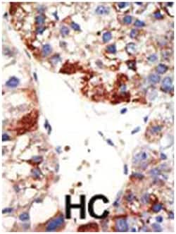 NUB1 Rabbit anti-Human, Mouse, Polyclonal Antibody, Abnova 400 &mu;L | Buy Online | Abnova Corporation | Fisher Scientific