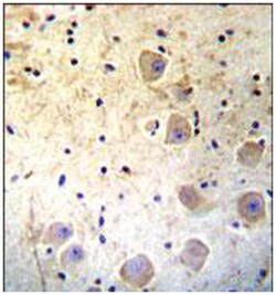 KLK6 Rabbit anti-Human, Polyclonal Antibody, Abnova 400 &mu;L | Buy Online | Abnova Corporation | Fisher Scientific