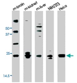 PARK7 Rabbit anti-Human, Polyclonal Antibody, Abnova 400&mu;L; Unlabeled:Antibodies,