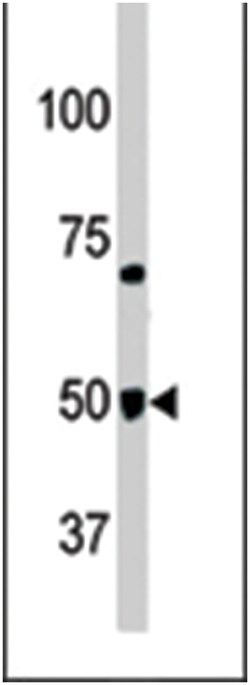 GPR37 Rabbit anti-Human, Mouse, Polyclonal Antibody, Abnova 400 &mu;L | Buy Online | Abnova Corporation | Fisher Scientific