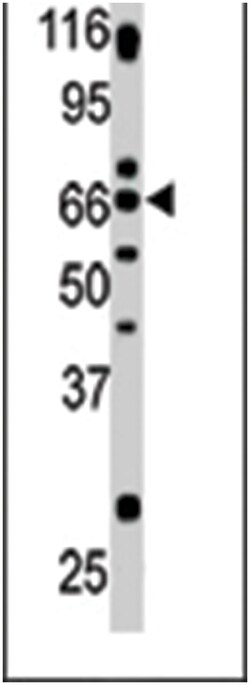GPR37 Rabbit anti-Human, Polyclonal Antibody, Abnova 400&mu;L; Unlabeled:Antibodies,