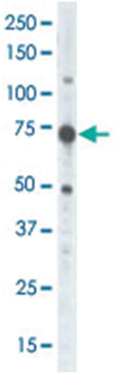 RPS6KA4 Rabbit anti-Human, Mouse, Polyclonal Antibody, Abnova 400&mu;L;