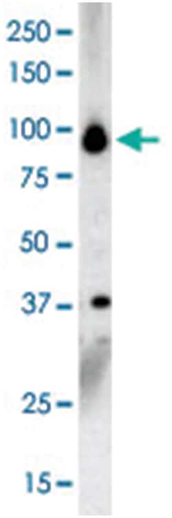 PRKD3 Rabbit anti-Human, Polyclonal Antibody, Abnova 400 &mu;L | Buy Online | Abnova Corporation | Fisher Scientific
