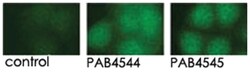 PRKD3 Rabbit anti-Human, Polyclonal Antibody, Abnova 400 &mu;L | Buy Online | Abnova Corporation | Fisher Scientific