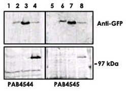 PRKD3 Rabbit anti-Human, Polyclonal Antibody, Abnova 400 &mu;L | Buy Online | Abnova Corporation | Fisher Scientific