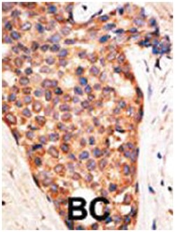XIAP Rabbit anti-Human, Mouse, Polyclonal Antibody, Abnova 400 &mu;L | Buy Online | Abnova Corporation | Fisher Scientific