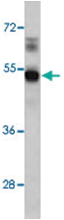 S1PR1 Rabbit anti-Human, Mouse, Polyclonal Antibody, Abnova 400&mu;L; Unlabeled:Antibodies,