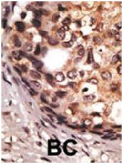 S1PR1 Rabbit anti-Human, Mouse, Polyclonal Antibody, Abnova 400&mu;L; Unlabeled:Antibodies,