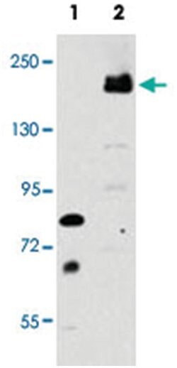 LRP6 Rabbit anti-Human, Polyclonal Antibody, Abnova 400 &mu;L | Buy Online | Abnova Corporation | Fisher Scientific
