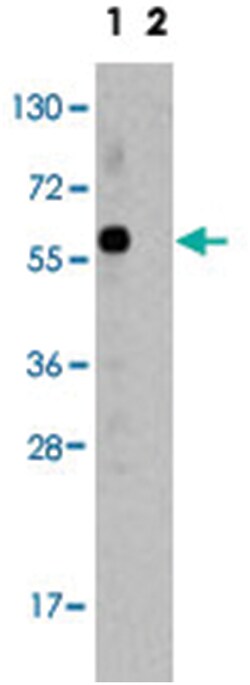 ST13 Rabbit anti-Human, Mouse, Polyclonal Antibody, Abnova 400&mu;L; Unlabeled:Antibodies,