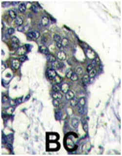 VEGFA Rabbit anti-Human, Polyclonal Antibody, Abnova 400 &mu;L | Buy Online | Abnova Corporation | Fisher Scientific