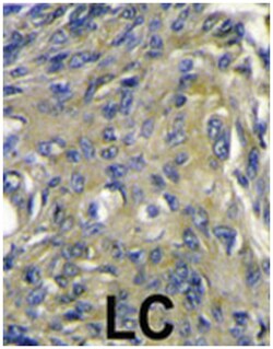 FIGF Rabbit anti-Human, Polyclonal Antibody, Abnova 400 &mu;L | Buy Online | Abnova Corporation | Fisher Scientific