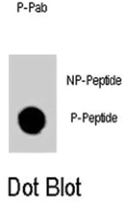 GATA6, Rabbit, Polyclonal Antibody, Abnova 400&mu;L; Unlabeled:Antibodies,
