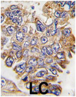 GRB2 Rabbit anti-Human, Polyclonal Antibody, Abnova 400&mu;L; Unlabeled:Antibodies,