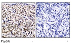 CREB1 Rabbit anti-Human, Mouse, Rat, Polyclonal Antibody, Abnova 100 &mu;g | Buy Online | Abnova Corporation | Fisher Scientific