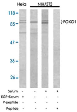 FOXO1 Rabbit anti-Human, Mouse, Rat, Polyclonal Antibody, Abnova 100 &mu;g | Buy Online | Abnova | Fisher Scientific