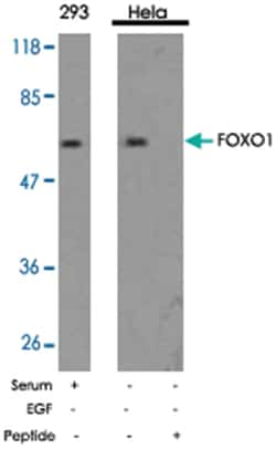 FOXO1 Rabbit anti-Human, Mouse, Rat, Polyclonal Antibody, Abnova 100 &mu;g | Buy Online | Abnova Corporation | Fisher Scientific