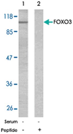 FOXO3 Rabbit anti-Human, Mouse, Rat, Polyclonal Antibody, Abnova 100&mu;g;