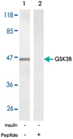GSK3B Rabbit anti-Human, Mouse, Rat, Polyclonal Antibody, Abnova 100&mu;g;
