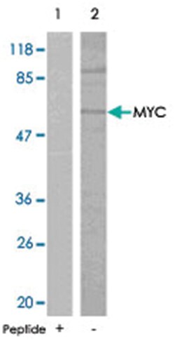MYC Rabbit anti-Human, Mouse, Rat, Polyclonal Antibody, Abnova 100 &mu;g | Buy Online | Abnova Corporation | Fisher Scientific