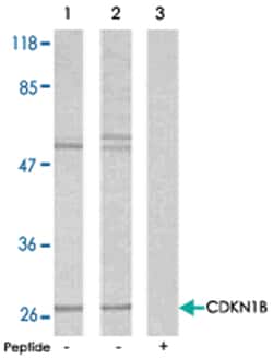 CDKN1B Rabbit anti-Human, Mouse, Rat, Polyclonal Antibody, Abnova 100&mu;g;