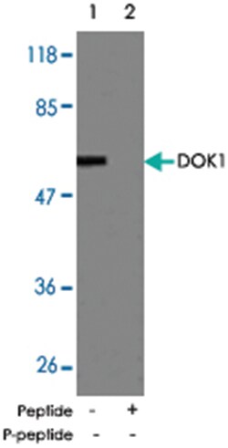 DOK1 Rabbit anti-Human, Mouse, Rat, Polyclonal Antibody, Abnova 100&mu;g;