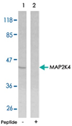 MAP2K4 Rabbit anti-Human, Mouse, Rat, Polyclonal Antibody, Abnova 100&mu;g;