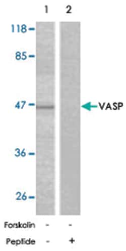VASP Rabbit anti-Human, Mouse, Rat, Polyclonal Antibody, Abnova 100&mu;g;