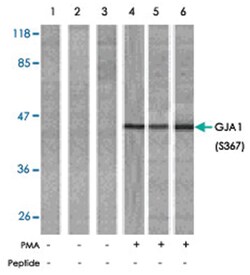 GJA1 (phospho S367), Rabbit anti-Human, Mouse, Rat, Polyclonal Antibody, Abnova 100 &mu;g | Buy Online | Abnova Corporation | Fisher Scientific