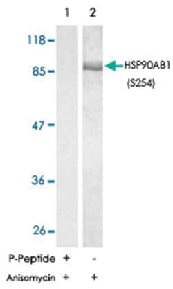 HSP90AB1 (phospho S254), Rabbit anti-Human, Mouse, Rat, Polyclonal Antibody,