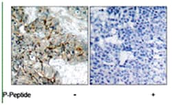ITGB3 (phospho Y773), Rabbit anti-Human, Mouse, Rat, Polyclonal Antibody,