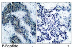 JAK2 (phospho Y1007), Rabbit anti-Human, Mouse, Rat, Polyclonal Antibody,