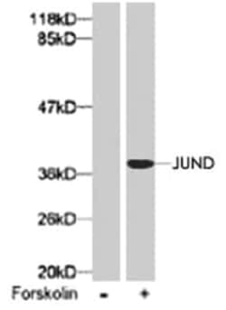 JUND (phospho S255), Rabbit anti-Human, Mouse, Rat, Polyclonal Antibody,