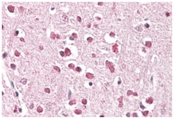 XAB2, Goat, Polyclonal Antibody, Abnova 100&mu;g; Unlabeled:Antibodies,