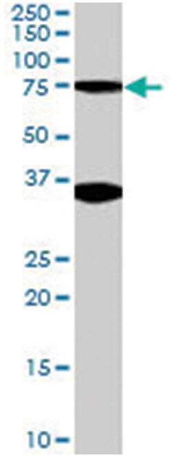 ORC3L, Goat, Polyclonal Antibody, Abnova 100&mu;g; Unlabeled:Antibodies,
