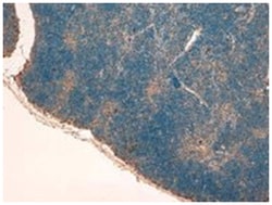 STAT2, Goat, Polyclonal Antibody, Abnova 100 &mu;g | Buy Online | Abnova Corporation | Fisher Scientific